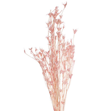 Dried Flowers - Preserved Dried Nigella Soft Pink 50g (75cmH)