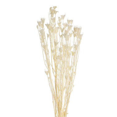 Dried Flowers - Preserved Dried Nigella Off White 50g (75cmH)