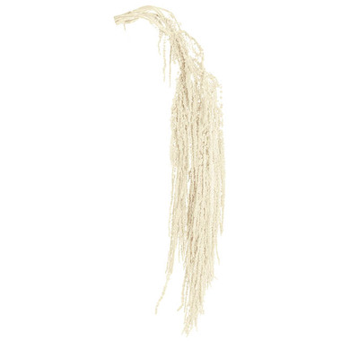 Dried Flowers - Preserved Dried Hanging Amaranthus 5 Stem White (60-100cmH)