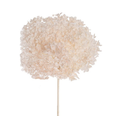 Dried Flowers - Preserved Dried Anna Hydrangea Stem Large Champagne (68cmH)