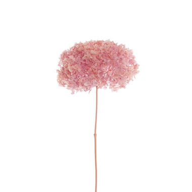 Dried Flowers - Preserved Dried Anna Hydrangea Stem Large Soft Pink (68cmH)