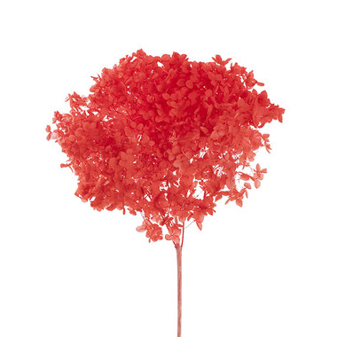 Dried Flowers - Preserved Dried Anna Hydrangea Stem Large Red (68cmH)