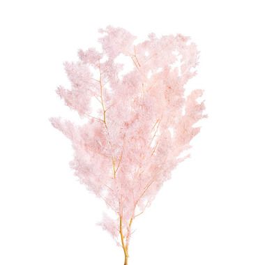 Dried Leaves & Foliage - Preserved Dried Ming Fern Bunch 90g Soft Pink