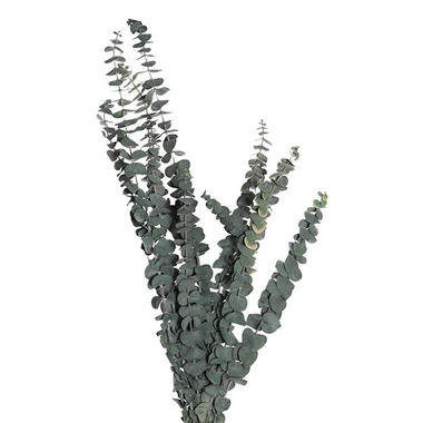Dried Leaves & Foliage - Preserved Dried Eucalyptus Bunch Green (65cmH)