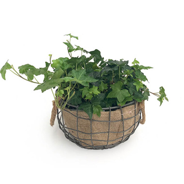 Fresh Indoor Plants - Fresh Ivy Vintage Basket with Jute Liner (210mm)