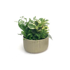 Fresh Indoor Plants - Fresh Indoor Garden in Ceramic Bowl Green (185mm)