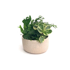 Fresh Indoor Plants - Fresh Indoor Garden in Ceramic Bowl White (185mm)