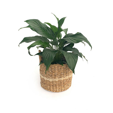 Fresh Indoor Plants - Fresh Spathiphyllum in Stripe Seagrass Basket (210mm)