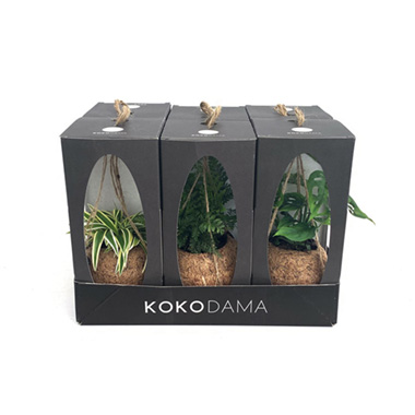 Fresh Indoor Plants - Fresh Kokodama Ball with String Gift Box Assorted (120mm)