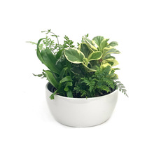 Fresh Indoor Plants - Fresh Indoor Garden Mixed Plants Ceramic Bowl White (185mm)