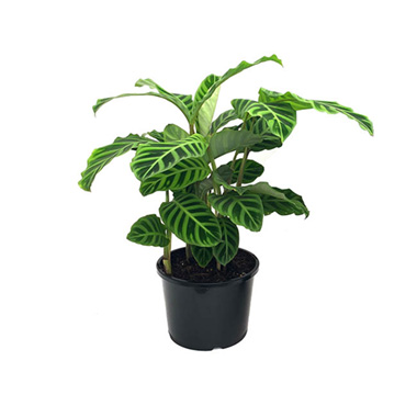 Fresh Indoor Plants - Fresh Calathea Zebrina (200mm Pot)