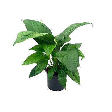 Fresh Indoor Plants - Fresh Spathiphyllum Stephanie (200mm Pot)
