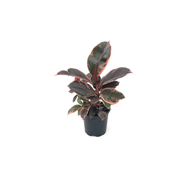 Fresh Indoor Plants - Fresh Ficus Elastica (105mm Pot)