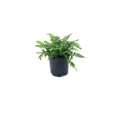 Fresh Indoor Plants - Fresh Polystichum Korean Rock Fern (105mm Pot)