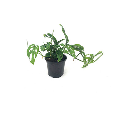 Fresh Indoor Plants - Fresh Monstera Adansonii (105mm Pot)