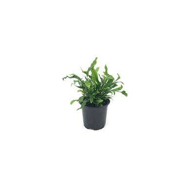 Fresh Indoor Plants - Fresh Davallia Rabbit Foot (105mm Pot)