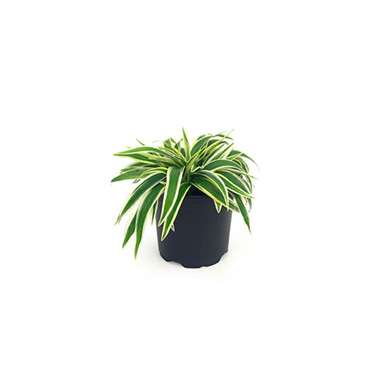 Fresh Indoor Plants - Fresh Chlorophytum Zebrina (105mm Pot)
