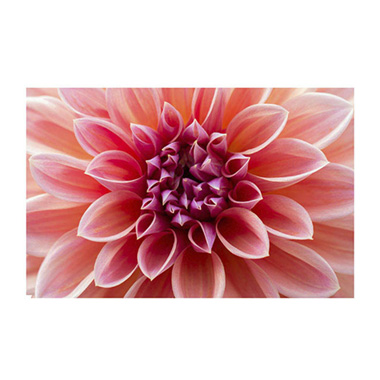 Florist Enclosure Cards - Cards White Dahlia Pink (10x6.5cmH) Pk 50