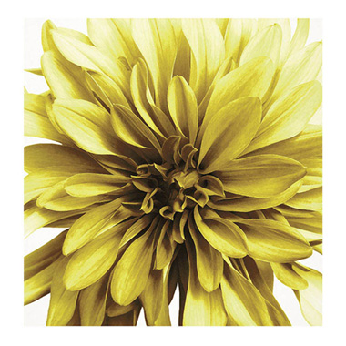 Florist Enclosure Cards - Cards White Dahlia Yellow (10x10cmH) Pk 50