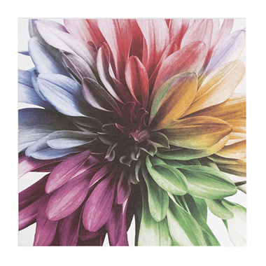 Florist Enclosure Cards - Cards White Dahlia Multi Colour (10x10cmH) Pk 50