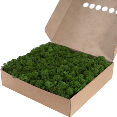 Premium Preserved Reindeer Moss Bulk 1kg Box Forest Green