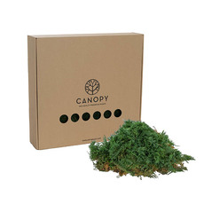 Natural Moss - Premium Preserved Fern Moss 500g Box Green