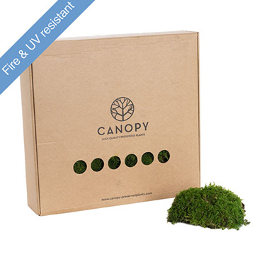 Reindeer Moss - Premium Preserved Flat Moss Sheet 500g Box Green