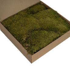 Premium Preserved Rock Moss 500g Box Green