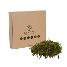Natural Moss - Premium Preserved Star Moss 500g Box Green