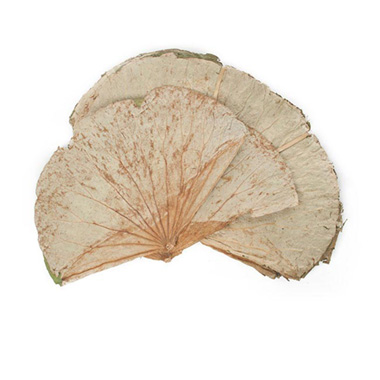 Dried Lotus Leaves 400gm up to 30 Leaves