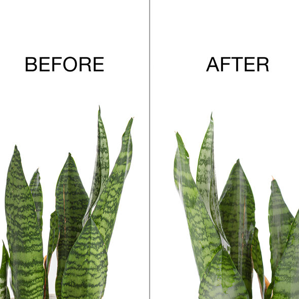 Leaf Spray example