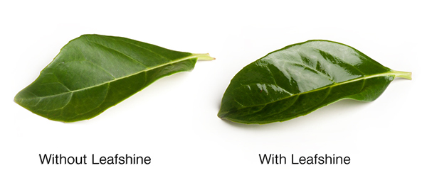 A comparison of leaves with and without leafshine