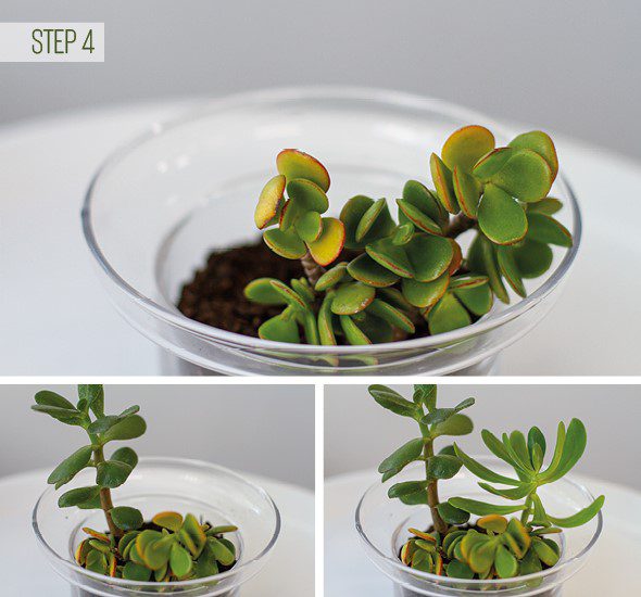 Make Your Own Terrarium - Step 4