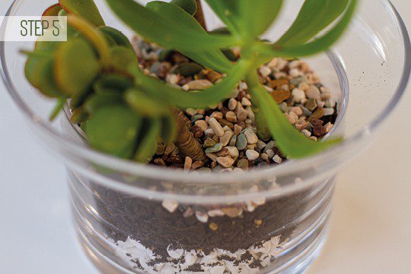 Make Your Own Terrarium - Step 5