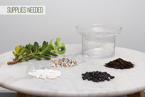 Make Your Own Terrarium - Supplies