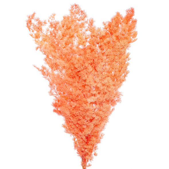 Preserved Dried Ming Fern in Salmon