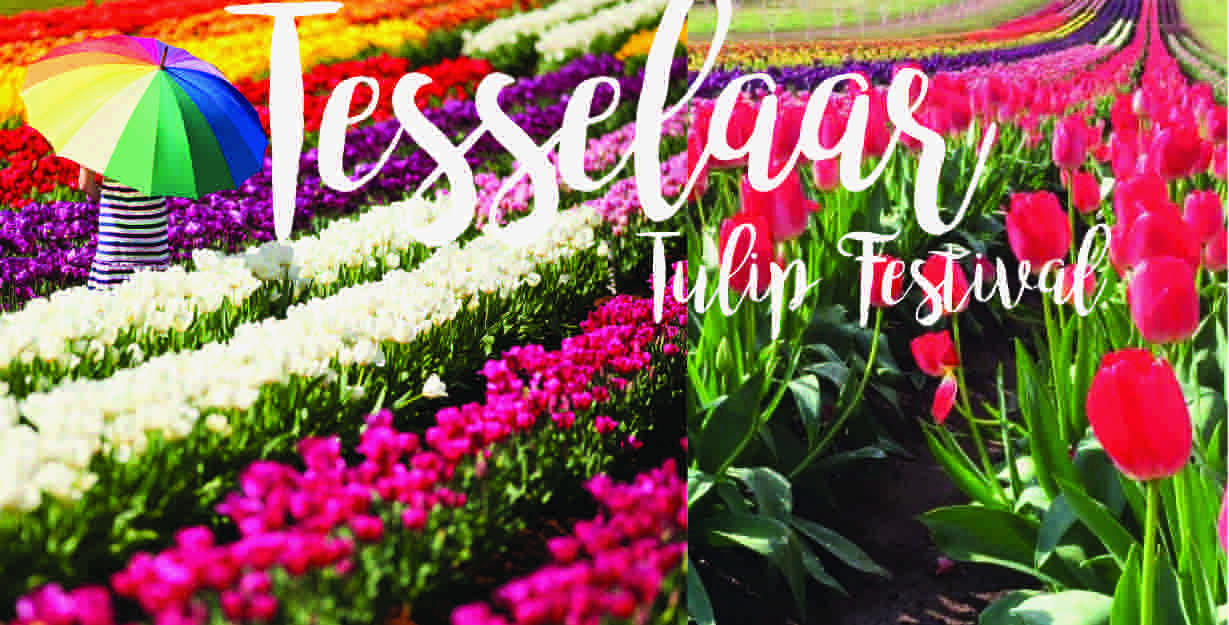Tesselaar Tulip Festival Blog