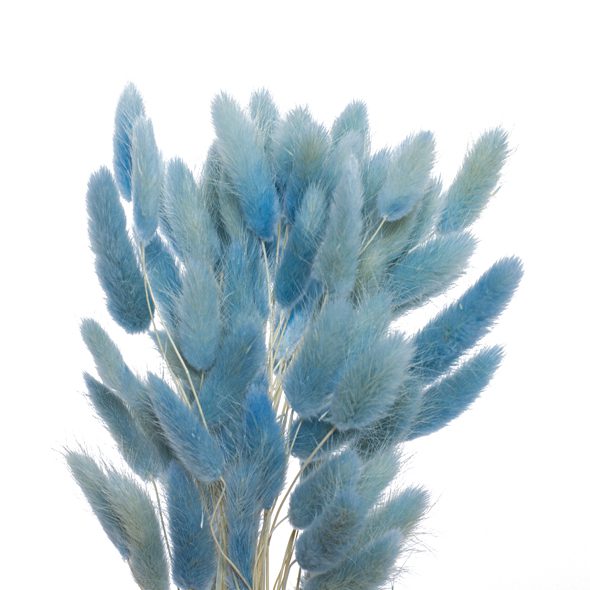Preserved Dried Bunny Tail in Light Blue