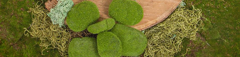 Decorative Moss Natural Artificial Preserved Moss For Sale